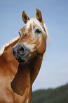 Haflinger Portrait