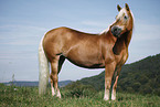 standing Haflinger