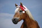 Haflinger Portrait