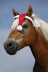 Haflinger Portrait