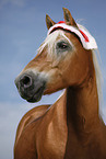 Haflinger Portrait