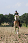 woman rides Haflinger horse