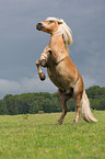 rising Haflinger horse