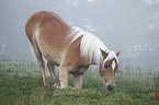 Haflinger horse lay down
