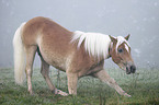 Haflinger horse shows trick