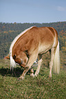 Haflinger horse shows trick
