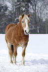 standing Haflinger horse
