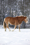 Haflinger