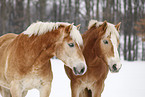 Haflinger horses