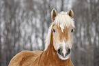 Haflinger Horse Portrait