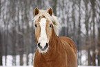 Haflinger Horse Portrait