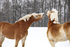 playing Haflinger horses