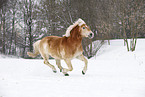 running Haflinger Horse
