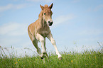 Haflinger horse foal
