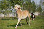 running Haflinger