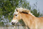 Haflinger Portrait