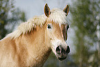 Haflinger Portrait