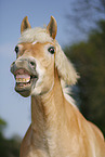 Haflinger Portrait