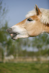 Haflinger Portrait