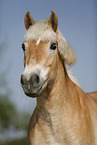 Haflinger Portrait