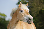 Haflinger Portrait