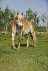Haflinger on pasture