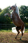 rising Haflinger horse