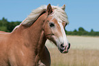 Haflinger Portrait