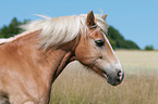 Haflinger Portrait