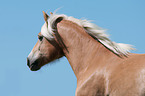 Haflinger Portrait