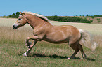galloping Haflinger