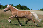 trotting Haflinger