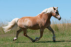 trotting Haflinger