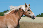 Haflinger Portrait
