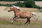 galloping Haflinger