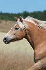 Haflinger Portrait
