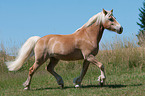 trotting Haflinger