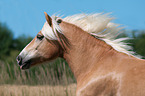 Haflinger Portrait