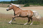 galloping Haflinger