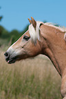 Haflinger Portrait
