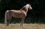Haflinger