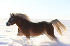 galloping Haflinger