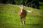walking Haflinger