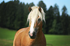 Haflinger Portraitt