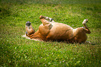 rolling Haflinger