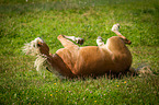 rolling Haflinger