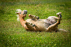 rolling Haflinger