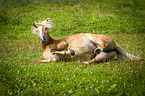 rolling Haflinger