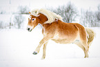 Haflinger in snow