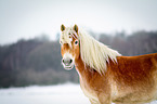 Haflinger in snow